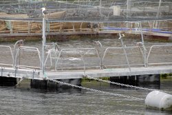 Salmon farm on Loch Linnhe Wallpaper