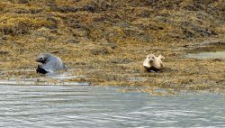 Seals at Loch Linnhe Wallpaper