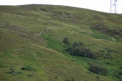 The Lochaber Highland Games at Fort William Wallpaper