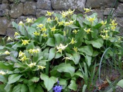 Sleightholmedale Lodge Garden, Fadmoor, North Yorkshire Wallpaper