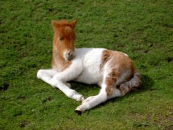 Dartmoor pony Wallpaper