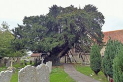 Ancient Yew Tree in St. Mary's Churchyard, Hayling Island Wallpaper