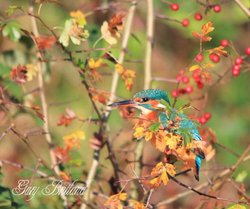 Kingfisher, Hyndburn, Lancashire Wallpaper