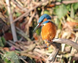 Kingfisher, Hyndburn, Lancashire Wallpaper