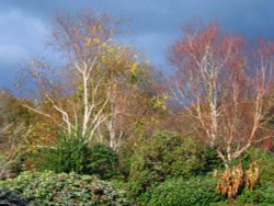 Wakehurst Place Garden Wallpaper