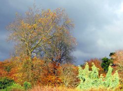 Wakehurst Place Garden Wallpaper