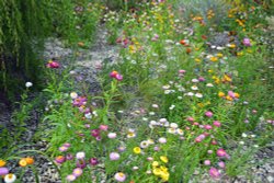 National Botanical Garden of Wales Wallpaper