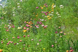 National Botanical Garden of Wales Wallpaper