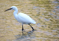 little egret, river Pinn Wallpaper