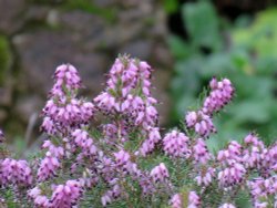 eastcote house gardens Wallpaper