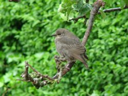 Tanfield fledgling Wallpaper