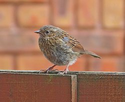 Fledgling of Budleigh Wallpaper