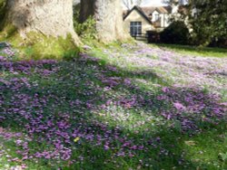 Cyclamen Wallpaper