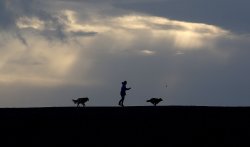 Walking dogs in Budleigh Wallpaper