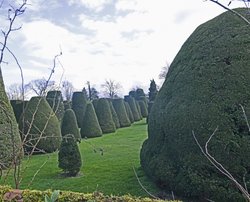 Packwood House Garden, topiary Wallpaper