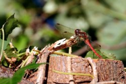 Meadowhawk dragonfly Wallpaper