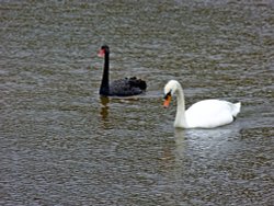 Black swan Wallpaper