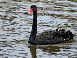 Black swan in Ottermouth Wallpaper