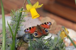 Peacock butterfly Wallpaper