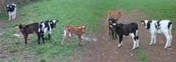 Calves tagged Wallpaper