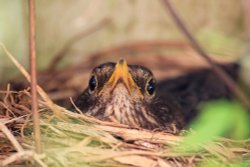 Budleigh chick in a nest Wallpaper