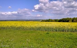 North Dorset Trailway Wallpaper