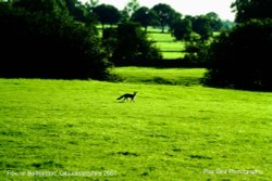 Fox, nr Badminton, Gloucestershire 2007 Wallpaper