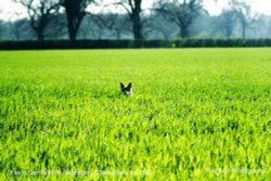 Fox in Cornfield, nr Badminton, Gloucestershire 1985 Wallpaper