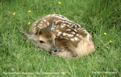 Red Deer Fawn, Badminton Park, Gloucestershire 1990 Wallpaper