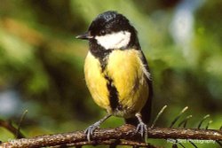 Great Tit, Acton Turville, Gloucestershire 1992 Wallpaper