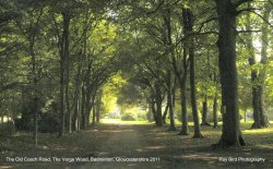 The Verge Woodland, Badminton, Gloucestershire 2011 Wallpaper