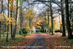 The Verge Woodland, Badminton, Gloucestershire 2016 Wallpaper