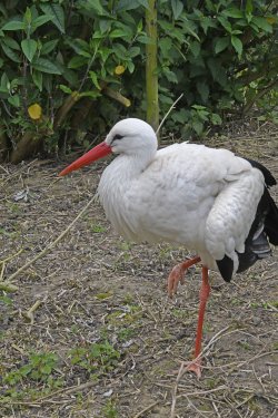 Wingham Wildlife Park