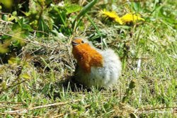 Robin basking in sun in garden, Acton Turville, Gloucestershire Wallpaper