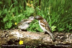 Male House Sparrow feeding young in garden, Acton Turville, Gloucestershire Wallpaper