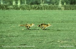 Vixen & Dog Fox at play, nr Acton Turville, Gloucestershire 1988 Wallpaper