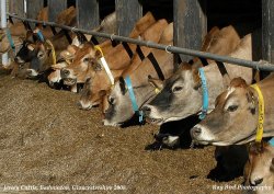 Jersey Cattle Feeding, Badminton, Gloucestershire 2008 Wallpaper