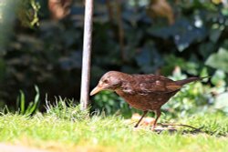 Budleigh's birds Wallpaper