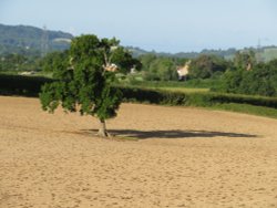 Brown field with tree near Pilsdon Wallpaper