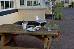 Hungry gull in Otterton Wallpaper