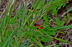 Budleigh cinnabar moth Wallpaper