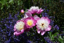 Eltham Palace Garden Wallpaper