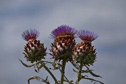 Spear Thistle Wallpaper