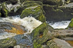 The Strid, Bolton Priory Wallpaper