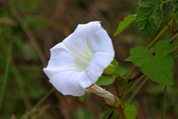 Budleigh Bindweed Wallpaper