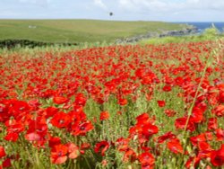 Poppies Wallpaper