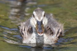 Mallard Duckling Wallpaper