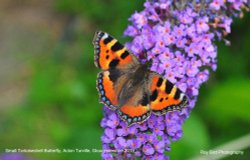 Small Tortoiseshell Butterfly, Acton Turville, Gloucestershire 2019 Wallpaper