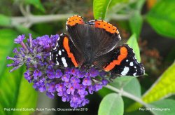 Red Admiral Butterfly, Acton Turville, Gloucestershire 2019 Wallpaper