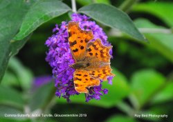 Comma Butterfly, Acton Turville, Gloucestershire 2019 Wallpaper